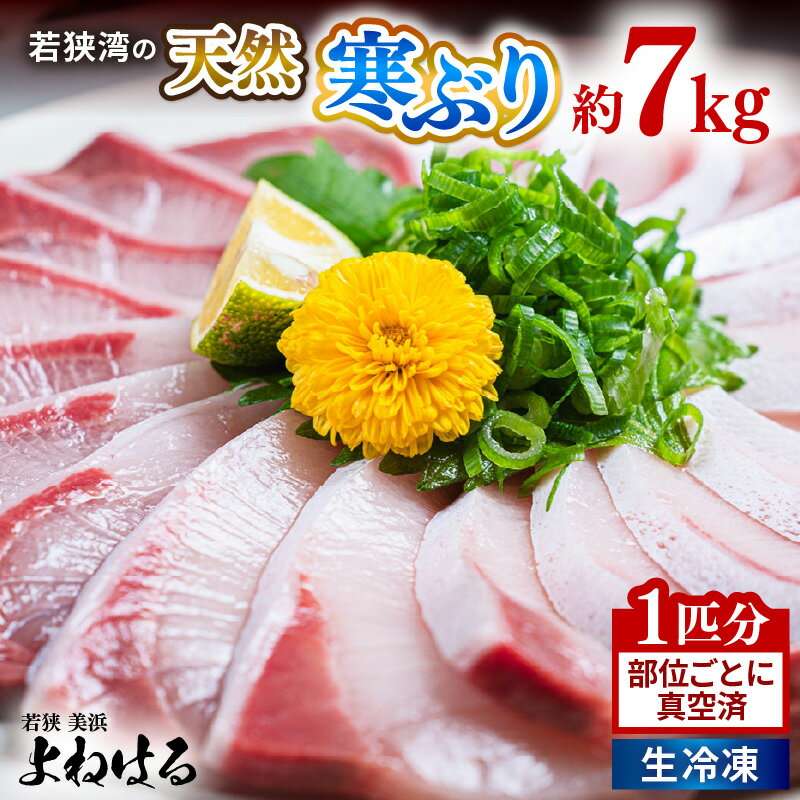 【ふるさと納税】若狭湾の天然寒ぶり 1匹分 部位ごとに真空済（生冷凍）【冷凍 1本分 丸ごと1尾 部位ごと 真空パック フィレ 照り焼き ぶり大根 ぶりしゃぶ ぶり ブリ 鰤 ブリトロ ぶりとろ 刺身 切り身 海鮮丼 日向 福井 美浜 海鮮 魚介 冬の味覚 旬 プレゼント】