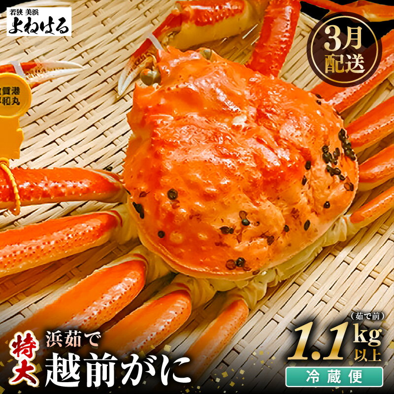 [先行予約]天然 越前がに 特大 (茹で前1.1〜1.3kg) × 1杯 冷蔵 ボイル済 届いてすぐお召し上がり可能! タグ付 福井を代表する冬の味覚![2026年3月上旬以降順次発送予定][ 越前ガニ 越前蟹 かに ずわい ズワイ 福井]