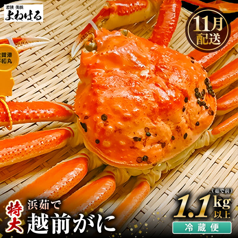 【ふるさと納税】【先行予約】天然 越前がに 特大 (茹で前1.1〜1.3kg) × 1杯 冷蔵 ボイル済 届いてすぐお召し上がり可能！ タグ付 福井を代表する冬の味覚！【2025年11月中旬以降順次発送予定】【 越前ガニ 越前蟹 かに ずわい ズワイ 福井】