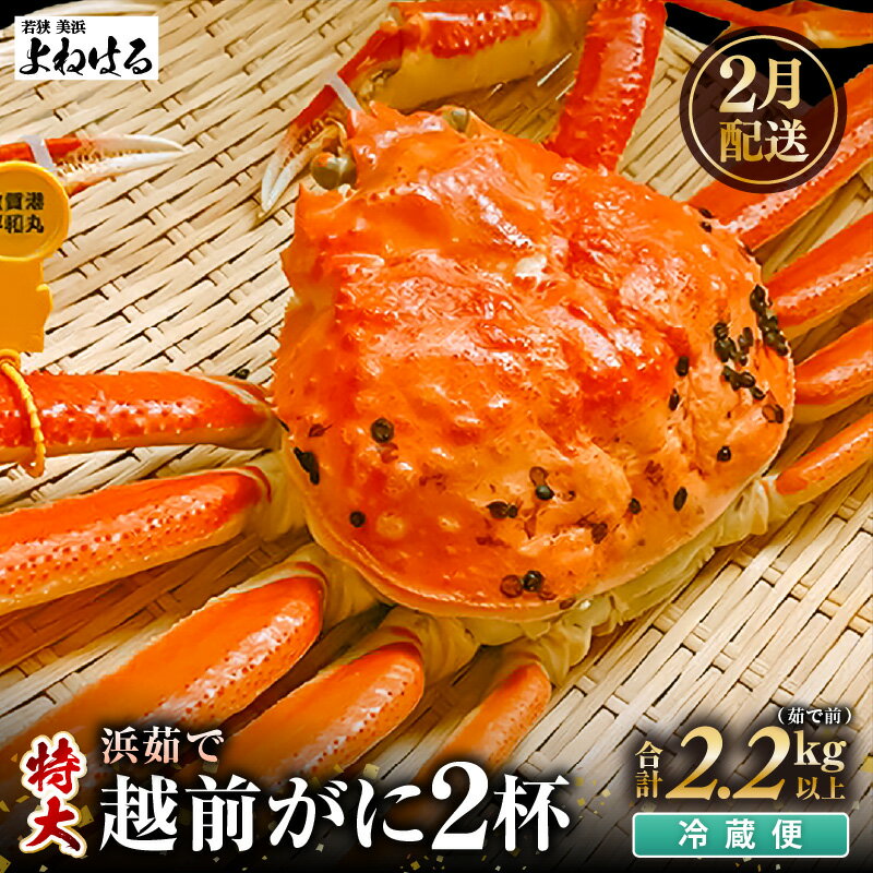 【ふるさと納税】【先行予約】≪浜茹で≫ 天然 越前がに 特大 (茹で前1.1〜1.3kg) × 2杯 冷蔵ですので、届いてすぐお召し上がりいただけます！ タグ付 【2026年2月上旬以降順次発送予定】【越前ガニ 越前蟹 かに ずわい ズワイ 福井】