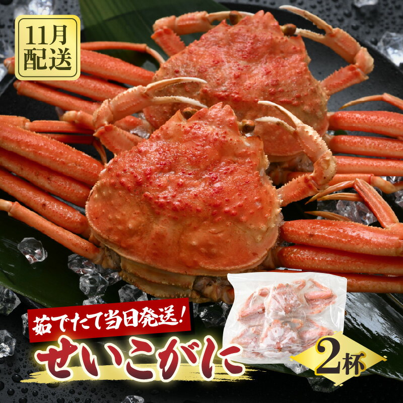 [先行予約]天然 せいこがに × 2杯 希少な200gサイズを厳選! 茹でたその日に発送! [2025年11月中旬以降順次発送予定][冷蔵 本場の味 ボイル 越前ガニ 蟹 茹で セイコガニ ずわいがに ズワイガニ]