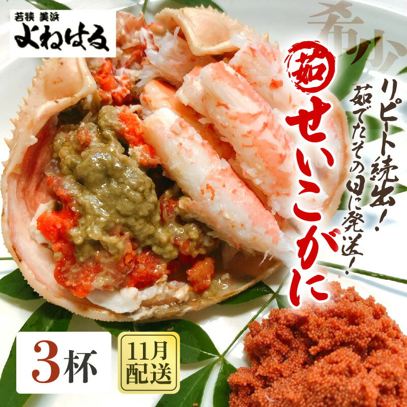 [先行予約]天然 せいこがに × 3杯 茹でたその日に発送! [2025年11月中旬以降順次発送予定][冷蔵 本場の味 ボイル 越前ガニ 蟹 茹で セイコガニ ずわいがに ズワイガニ]