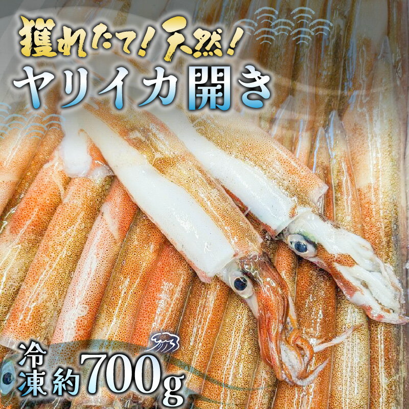 【ふるさと納税】【先行予約】獲れたて！天然！ヤリイカ 開き 約700g 【2026年3月中旬以降順次発送予定】イカ いか ケンサキイカ 剣先イカ 海鮮 刺身 下処理済み 冷凍 一夜干し [m21-a008]