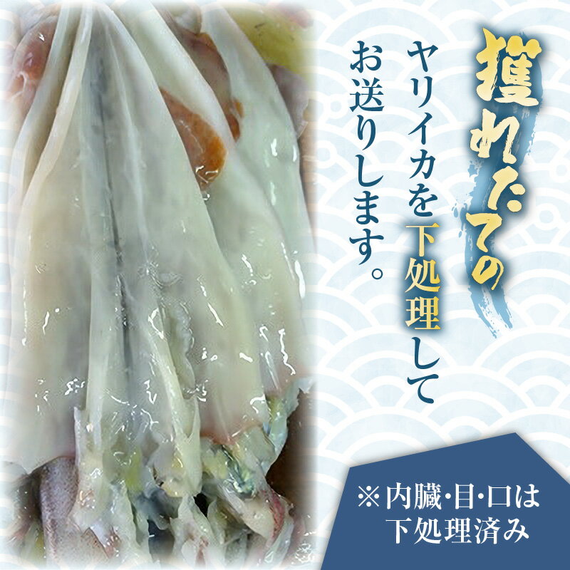 【ふるさと納税】【数量限定】北海道産 毛ガニ 浜茹で毛ガニ【約800g×2尾セット】 【 ふるさと納税 人気 おすすめ ランキング 毛蟹 毛ガニ 毛がに かに味噌 カニみそ 浜茹で 北海道 網走市 送料無料 】 ABC029