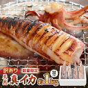 新鮮・朝獲れ！ 墨付き 天然 真イカ（剣先イカ）丸ごと 約1,000g たまり醤油と刺身専用しおり付き 