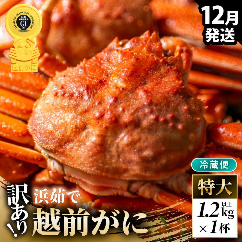 【ふるさと納税】【先行予約】【冷蔵】越前がに 訳あり足折れ 特大 1杯 1.2kg以上（茹で前）【2025年12月上旬以降順次発送予定】