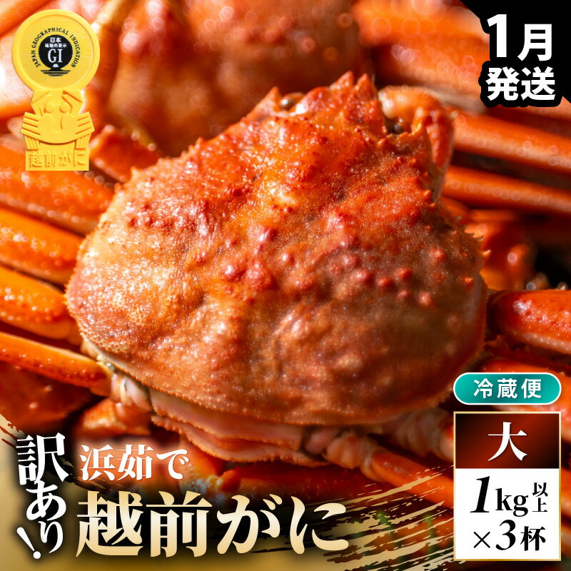 【ふるさと納税】【先行予約】【冷蔵】越前がに 訳あり 足折れ 大 1.0kg以上（茹で前）×3杯【2026年1月上旬以降順次発送予定】【訳アリ 越前がに 越前蟹 ずわいがに ズワイガニ かに カニ 期間限定 数量限定 プレミアム 贈答用 ギフト お歳暮 年末年始 】[m21-x008_01]