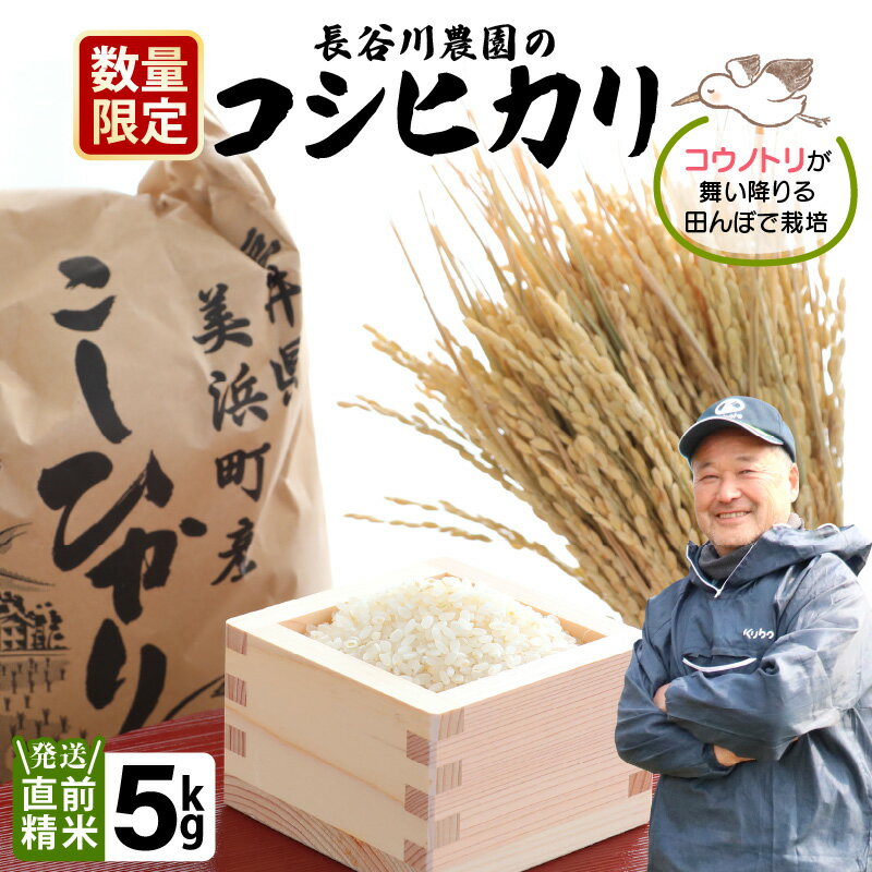 【ふるさと納税】【先行予約】令和6年産 新米 長谷川農園の コシヒカリ 白米 5kg 【2024年9月中旬以降順次発送予定】【お米 こしひかり 5キロ 精米 ブランド米 ふるさと納税米 産地直送】のサムネイル