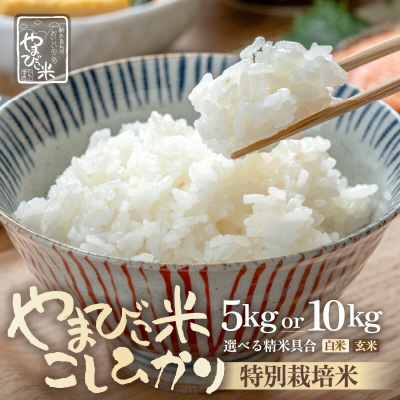 [先行予約][令和7年産・新米]米 コシヒカリ(特別栽培米)新庄やまびこ米[選べる内容:5kg/10kg][選べる精米方法:白米/玄米][2025年10月以降順次発送予定]