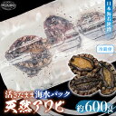 【ふるさと納税】日本海若狭湾【活きたまま天然アワビ約600g】海水パックにてお届け!