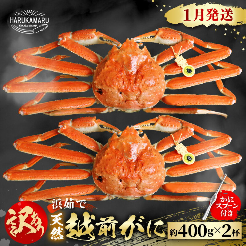 【ふるさと納税】【先行予約】≪浜茹で≫ 地物!天然!はるか丸厳選!”訳あり”越前がに 約400g × 2杯【2026年1月上旬以降順次発送予定】