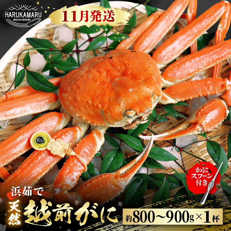 楽天福井県美浜町【ふるさと納税】【先行予約】≪浜茹で≫ 地物！天然！越前がに 生の状態で約800g〜900g × 1杯 かにスプーン付き はるか丸厳選！ 【2025年11月中旬以降順次発送予定】【冷蔵 本場の味 ボイル 越前ガニ 蟹 茹で ずわいがに ズワイガニ】[m36-x003_11]
