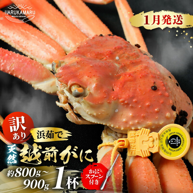 【ふるさと納税】【先行予約】【訳あり】≪浜茹で≫ 天然 越前がに 約800g〜900g × 1杯 かにスプーン付き 【2026年1月上旬以降順次発送予定】 はる...