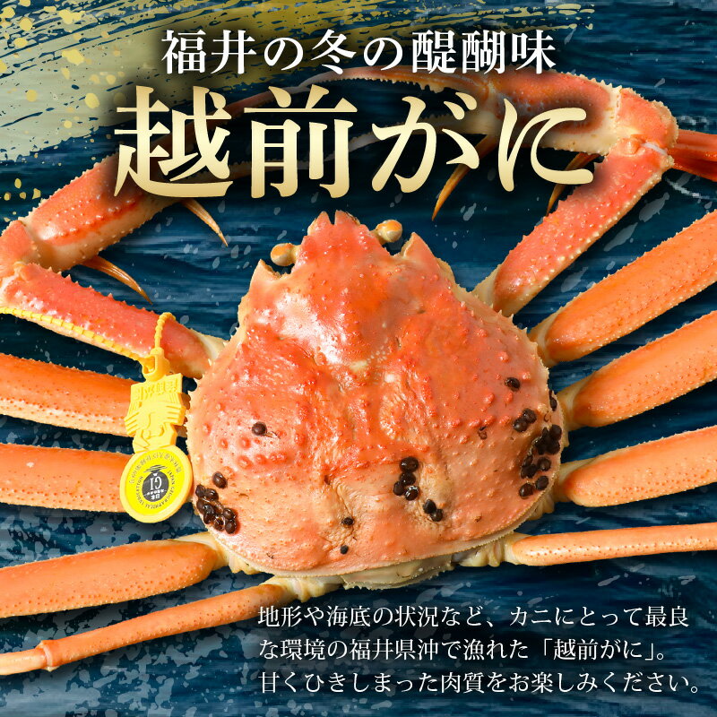 【ふるさと納税】【先行予約】はるか丸厳選！≪浜茹で≫ 越前がに 大サイズ 約1kg × 1杯【冷凍】かにスプーン付き【2025年11月下旬以降順次発送予定】【急速冷凍 本場の味 ボイル 越前ガニ 蟹 茹で ずわいがに ズワイガニ 福井 地物 天然 日本海】