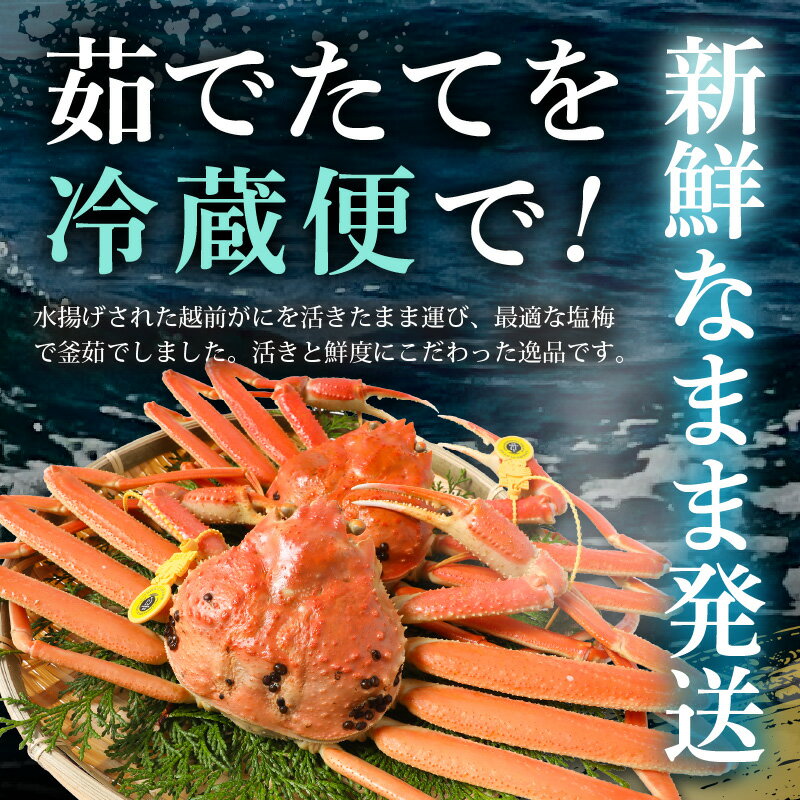 【ふるさと納税】【先行予約】はるか丸厳選！≪浜茹で≫ 越前がに 大サイズ 約1kg × 1杯【冷凍】かにスプーン付き【2025年11月下旬以降順次発送予定】【急速冷凍 本場の味 ボイル 越前ガニ 蟹 茹で ずわいがに ズワイガニ 福井 地物 天然 日本海】