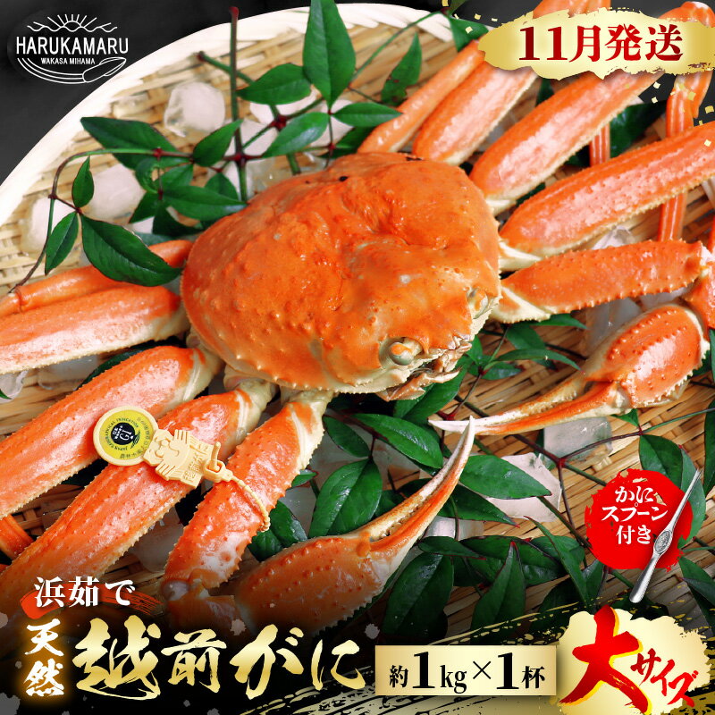 [先行予約]≪浜茹で≫ 地物!天然!越前がに 大サイズ(約1kg) × 1杯 かにスプーン付き はるか丸厳選![2025年11月中旬以降順次発送予定][冷蔵 本場の味 ボイル 越前ガニ 蟹 茹で ずわいがに ズワイガニ 福井 日本海] [m36-x005_11]
