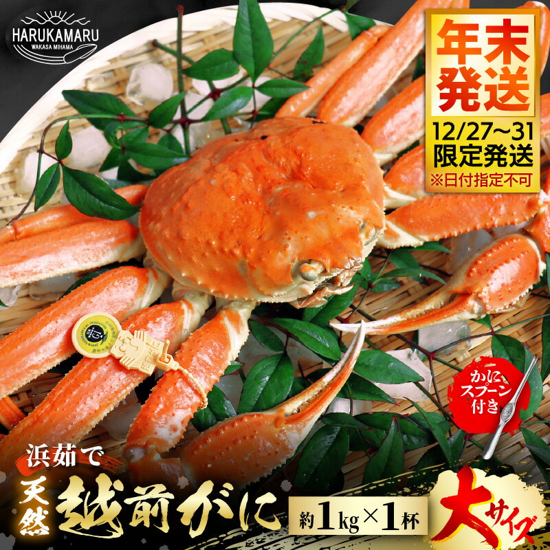 【ふるさと納税】【先行予約】≪浜茹で≫ 地物!天然!越前がに 大サイズ(約1kg) × 1杯 かにスプーン付き【年末発送12/27〜12/31限定発送!】【冷蔵...