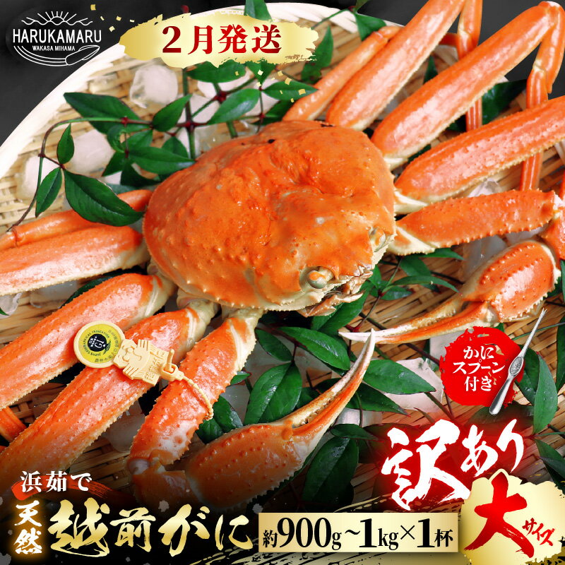 【ふるさと納税】【先行予約】【訳あり】≪浜茹で≫ 天然 越前がに 大サイズ × 1杯 かにスプーン付き 【2026年2月上旬以降順次発送予定】 はるか丸厳選!【...