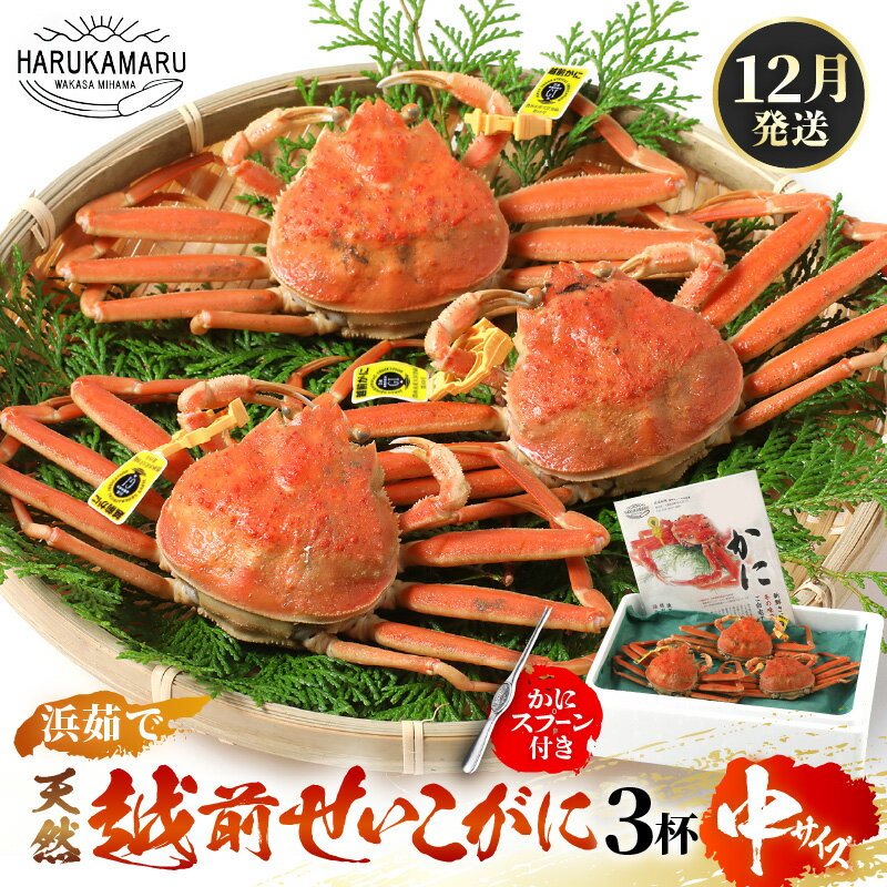 【ふるさと納税】【先行予約】≪浜茹で≫ 天然！越前 せいこがに 中サイズ × 3杯 (生の状態で1杯150g以上) かにスプーン付き はるか丸厳選！ 【2025年12月上旬以降順次発送予定】【冷蔵 本場の味 ボイル 蟹 茹で ずわいがに ズワイガニ 雌 メス】[m36-x007_12]