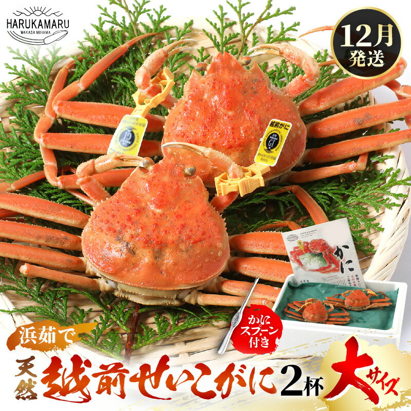 【ふるさと納税】【先行予約】≪浜茹で≫ 天然!越前 せいこがに 大サイズ× 2杯 (生の状態で1杯200g以上) かにスプーン付き! 【2025年12月上旬以降...