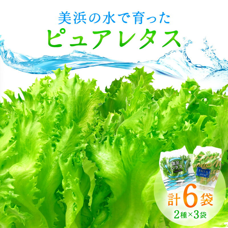 【ふるさと納税】レタス6袋【農薬不使用】美浜の水で育った ピュアレタス 低カリウムレタス&フリルレタス6個セット【野菜 生野菜 レタス サラダ サンドイッチ お弁当 水耕栽培 洗わず食べられる 時短 付け合わせ ダイエット ヘルシー】お買い物マラソン [m40-a004]