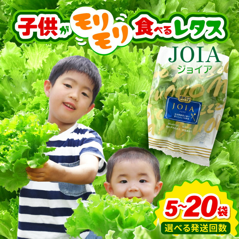 【ふるさと納税】苦くな～い！野菜ぎらいの子もモリモリ食べるやさしいレタス 【選べる内容量／回数／訳あり】栽培期間中農薬不使用・洗わず食べられる【無農薬 野菜 生野菜 レタス サラダ お弁当 水耕栽培 時短 付け合わせ 食べやすい 子ども向け 】 [m40-a016]