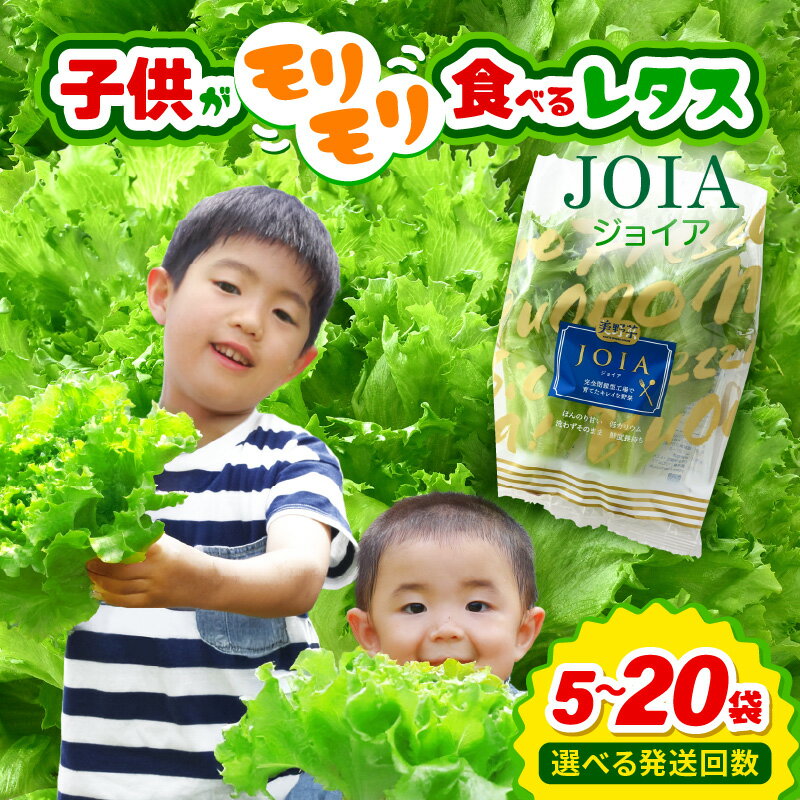 苦くな〜い!野菜ぎらいの子もモリモリ食べるやさしいレタス [選べる内容量/回数/訳あり]栽培期間中農薬不使用・洗わず食べられる[無農薬 野菜 生野菜 レタス サラダ お弁当 水耕栽培 時短 付け合わせ 食べやすい 子ども向け ] [m40-a016]