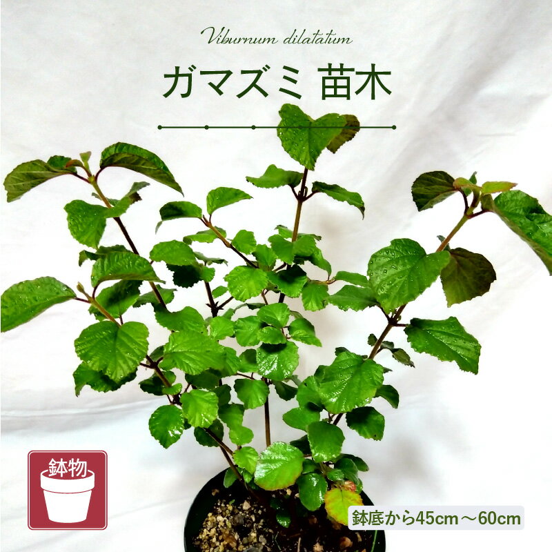 【ふるさと納税】【先行予約】ガマズミ苗木（鉢物）45cm～60cm【2026年4月中旬以降順次発送予定】【ガマズミ がまずみ お花 花 はな フラワー 花 苗 植物 家庭菜園 花壇 プランター ガーデニング観葉植物 園芸 鉢物 】