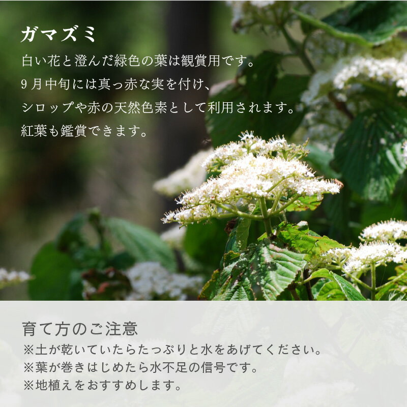 【ふるさと納税】【先行予約】ガマズミ苗木（鉢物）45cm～60cm【2026年4月中旬以降順次発送予定】【ガマズミ がまずみ お花 花 はな フラワー 花 苗 植物 家庭菜園 花壇 プランター ガーデニング観葉植物 園芸 鉢物 】