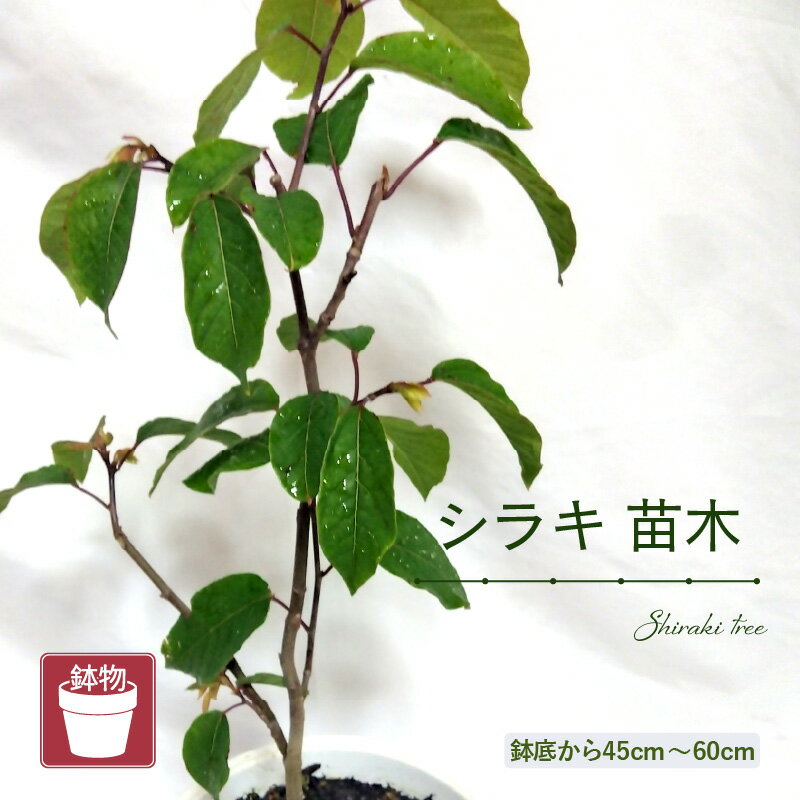 【ふるさと納税】【先行予約】シラキ苗木（鉢物）45cm〜60cm【2026年5月上旬以降順次発送予定】【しらき シラキ お花 花 はな フラワー 花 苗 植物 家庭菜園 花壇 プランター ガーデニング 観葉植物 園芸 鉢物 】