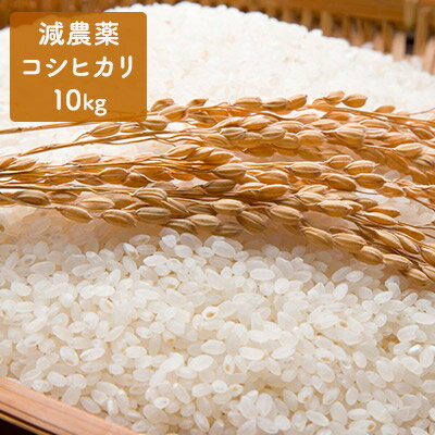 【ふるさと納税】新米!つきたて自家精米 減農薬コシヒカリ10kg(※) 【お米・白米・こしひかり】