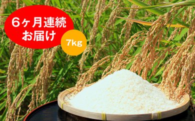 【ふるさと納税】 【6ヶ月連続】名田の荘コシヒカリ7kg　【定期便・お米】