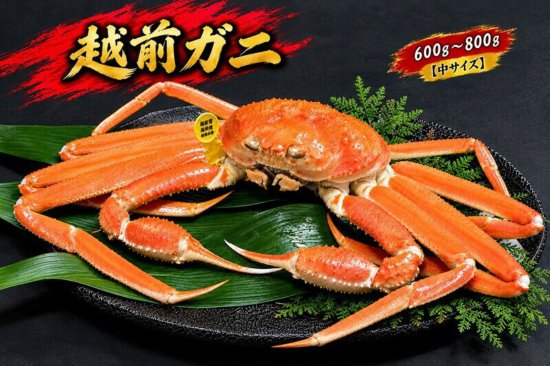 【ふるさと納税】【11/15～30出荷】越前ガニ 600g～800g 1杯 【中サイズ】　お届け：2026年11月15日～2026年11月30日まで