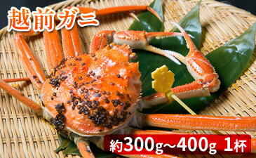 【ふるさと納税】越前ガニ 約400g〜500g×1杯　【ずわい蟹／ずわいガニ・ズワイガニ・えちぜんがに】　お届け：2020年11月10日〜2021年3月20日