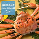 【ふるさと納税】越前ガニ茹で 冬の味覚の王者 600g−70...