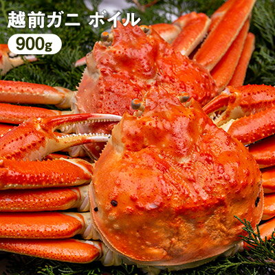 【ふるさと納税】越前ガニ ボイル 約900g[高島屋選定品］越前がに 越前かに 越前カニ ずわいがに ズワイガニ 蟹 かに カニ ボイルガニ　【蟹・カニ・蟹・カニ】　お届け：2022年11月10日〜2023年3月10日（年末を除く）