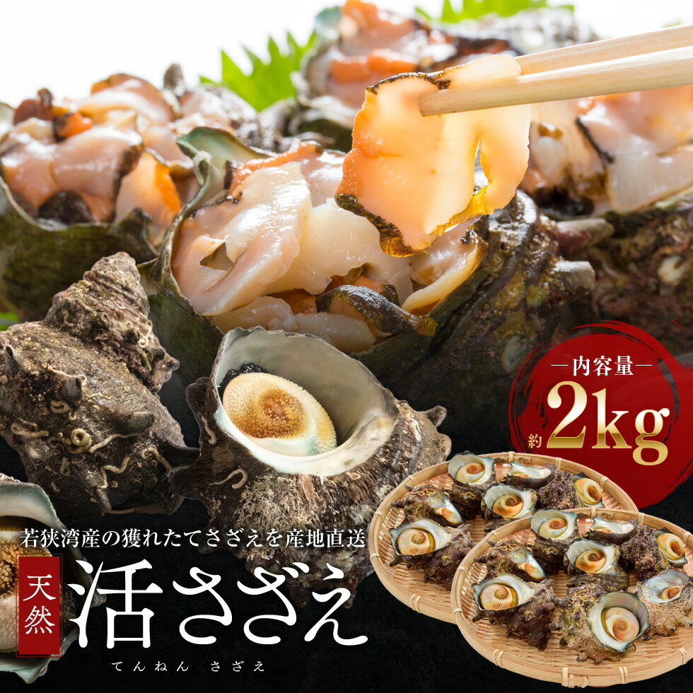 【ふるさと納税】若狭湾産 活さざえ約2kg　【魚貝類・サザエ・活さざえ・さざえ・約2kg】　お届け：2024年6月1日～2024年8月10日※漁獲状況によって出荷期間が前後する場合がございます。