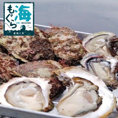 【ふるさと納税】若狭湾産 天然岩ガキ 15個　【魚介類・カキ・牡蠣・岩ガキ・海のミルク】　お届け：2024年6月1日～2024年8月10日※漁獲状況によって出荷期間が前後する場合がございます。のサムネイル