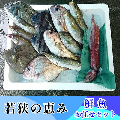 若狭の恵み 鮮魚ボックス（種類はお任せ）　【魚介類・セット・おまかせ】