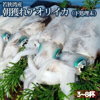 【祝北陸新幹線延伸】若狭湾産 朝獲れアオリイカ3～8杯（下処理なし）　【魚貝類 イカ b1103 】　お届け：2024年10月1日～2024年12月20日※漁獲状況によって出荷期間が前後する場合がございます。