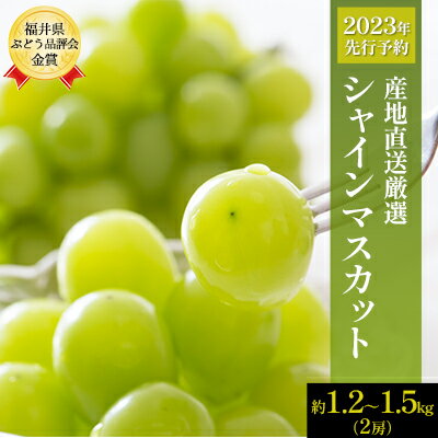 【ふるさと納税】【2023収穫分先行予約】産地直送厳選　シャインマスカット 約1.2〜1.5kg（2房）　【 果物 ぶどう フルーツ 食後 デザート おやつ 国産 日本産 福井県産 若狭町産 食べ物 】　お届け：2023年9月1日〜2023年9月末･･･