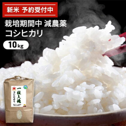 令和5年産 栽培期間中減農薬 コシヒカリ 10kg　【 お米 精米 白米 玄米 ブランド米 銘柄米 ご飯 おにぎり お弁当 和食 産地直送 粘り 香り 旨み つや 】　お届け：2023年9月下旬～2024年8月31日