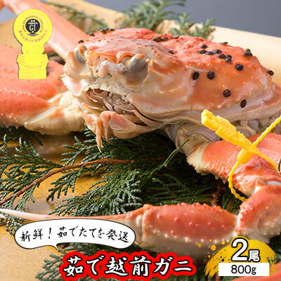 【ふるさと納税】【年明け出荷】茹で越前ガニ【期間限定】食通もうなる本場の味をぜひ、ご堪能ください。約800g 2尾セット 越前がに 越前かに 越前カニ カニ ボイルガニ　若狭町　お届け：2025年1月上旬から2025年3月下旬のサムネイル