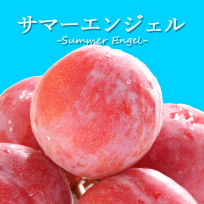 山梨県オリジナル品種の完熟すもも「サマーエンジェル」舌の上でとろけるなめらかな果肉【配送不可地域：離島・沖縄県】【1203987】