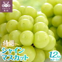 【ふるさと納税】 シャインマスカット 植原葡萄研究所 特選 1.2kg ブドウ 甲府市産 山梨県産 数量限定 期間限定 2025年発送分 k036-013