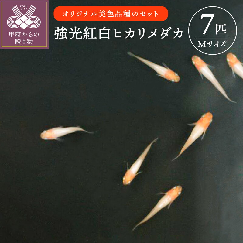 【ふるさと納税】 メダカ 生体 雄雌均等 Mサイズ 7匹 強光紅白 ヒカリメダカ 沖縄・離島へは配送できません k084-002 送料無料