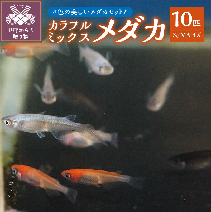 メダカ 生体 カラフル 雌雄均等 10匹 赤系 白系 黒系 青系 ミックス Sサイズ Mサイズ 沖縄・離島へは配送できません