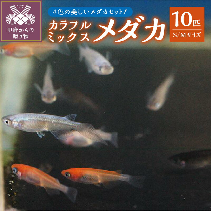 5位! 口コミ数「0件」評価「0」メダカ 生体 カラフル 雌雄均等 10匹 赤系 白系 黒系 青系 ミックス Sサイズ Mサイズ 沖縄・離島へは配送できません k084-00･･･ 