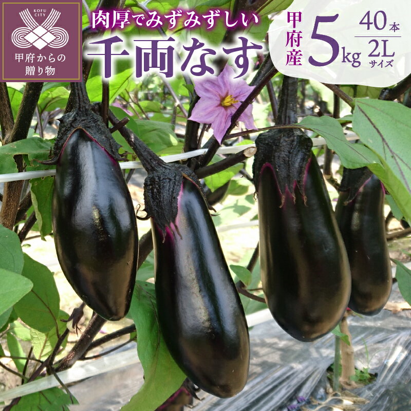 【ふるさと納税】 ナス 茄子 千両茄子 野菜 5kg 2Lサイズ 40本 k011-007のサムネイル