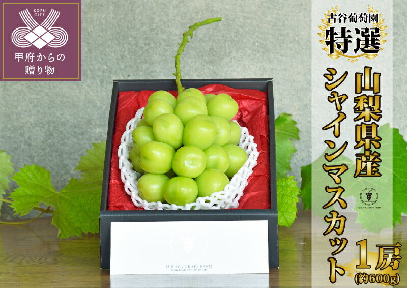 26位! 口コミ数「0件」評価「0」先行予約 2024年 シャインマスカット 山梨県産 ブドウ 種無し 草生栽培 数量限定 期間限定 特選 糖度18度以上 1房 600g クー･･･ 